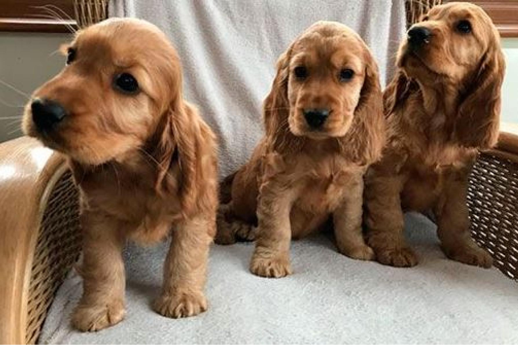 La Tienda Cachorro es experta en la venta de cachorros de núcleo zoológico con una gran calidad en el servicio