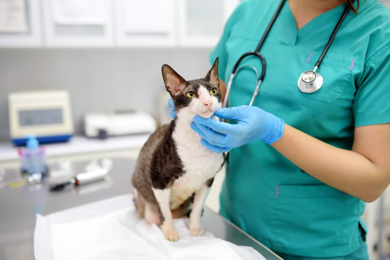 El software creado por PetClinic ayuda a la reducción del uso de papel