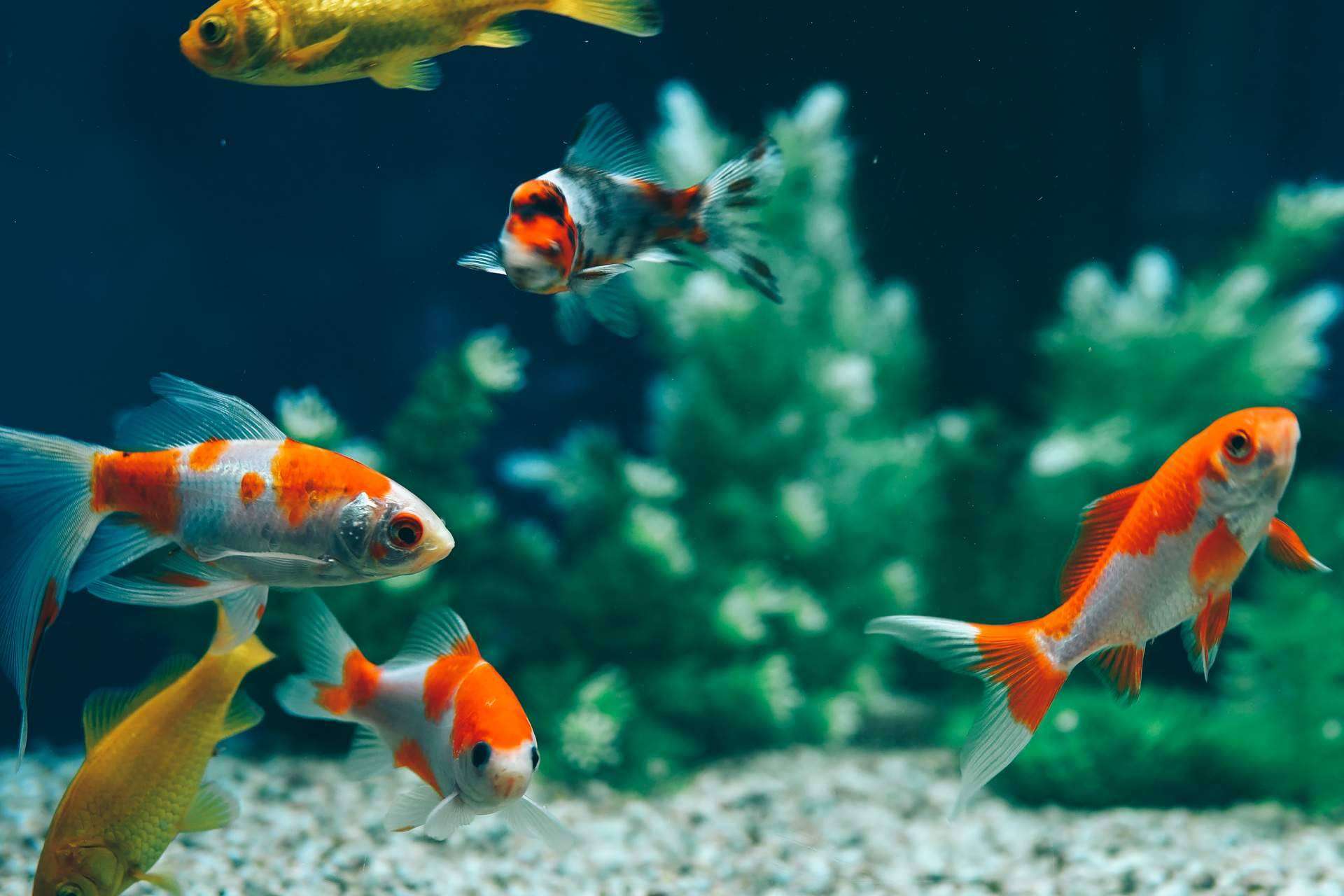 Acuarios, ¿Qué modelo escoger al iniciarse? Animalzone