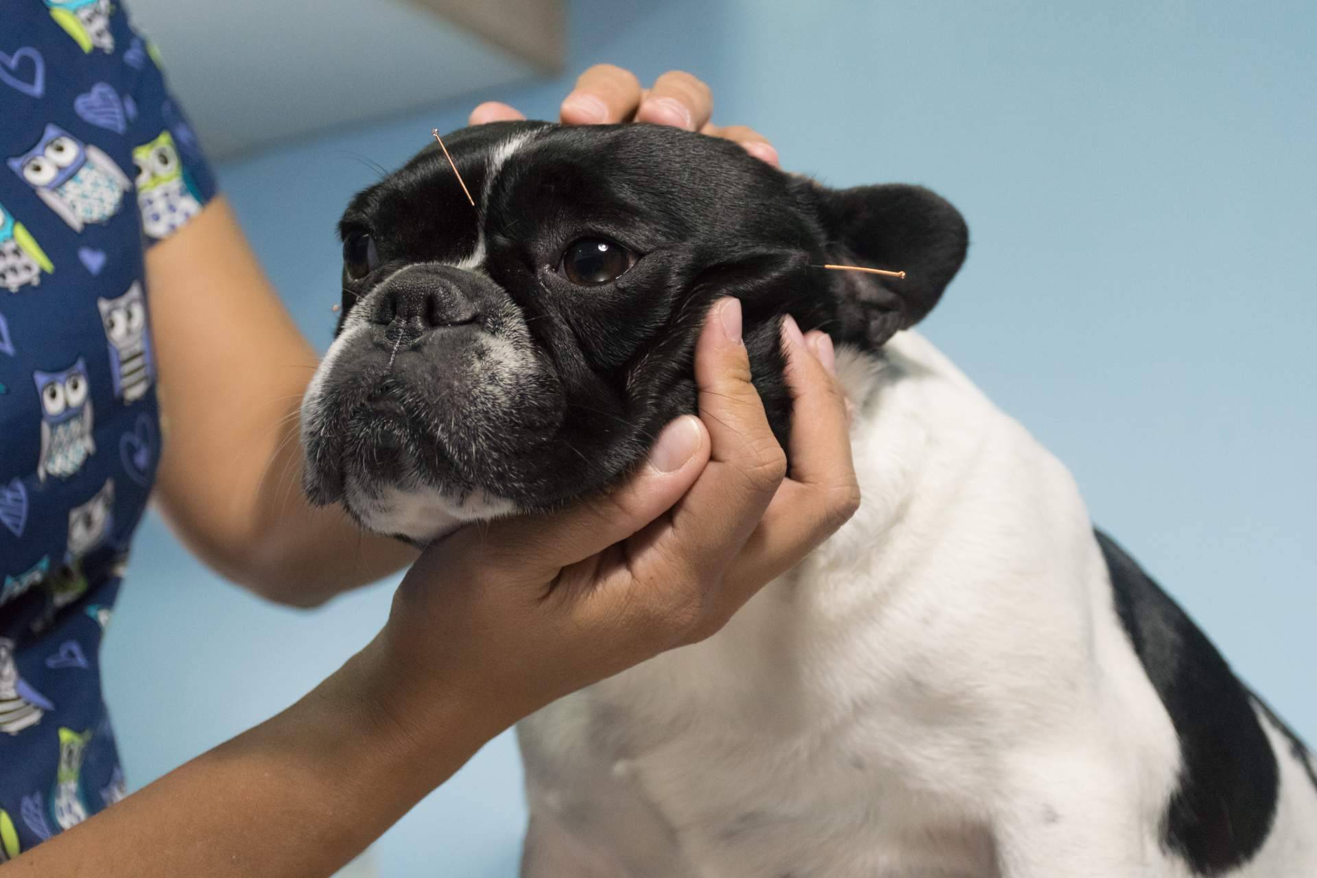 Los beneficios de la acupuntura veterinaria a domicilio de Kikai