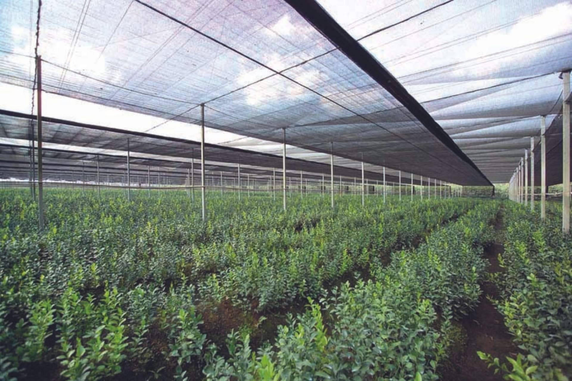 AGRALIA: la empresa con tecnología patentada para la protección de cultivos que tiene presencia internacional
