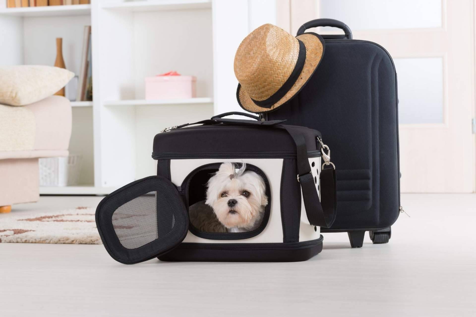 Las vacaciones y las mascotas no son incompatibles: Animalzone