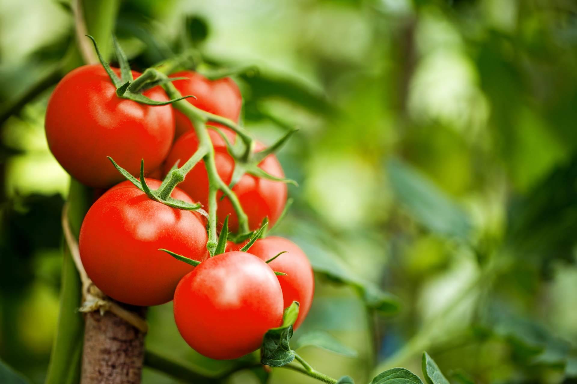 Las propiedades del tomate ecológico: EcoSarga