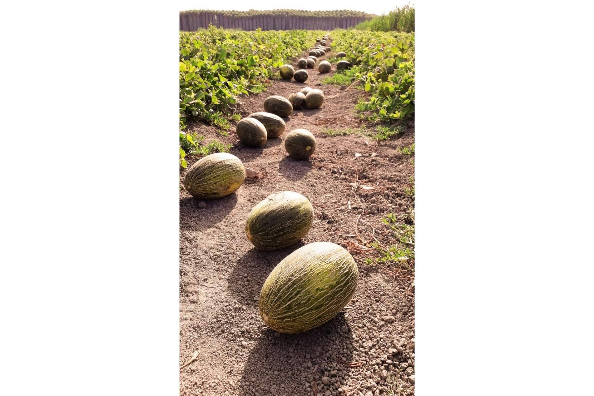 ¿Dónde encontrar melones gourmet únicos en el mercado?: Cítricos y Delicias