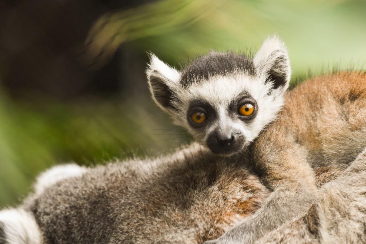 Loro Parque da la bienvenida a una nueva cría de lémur de cola anillada