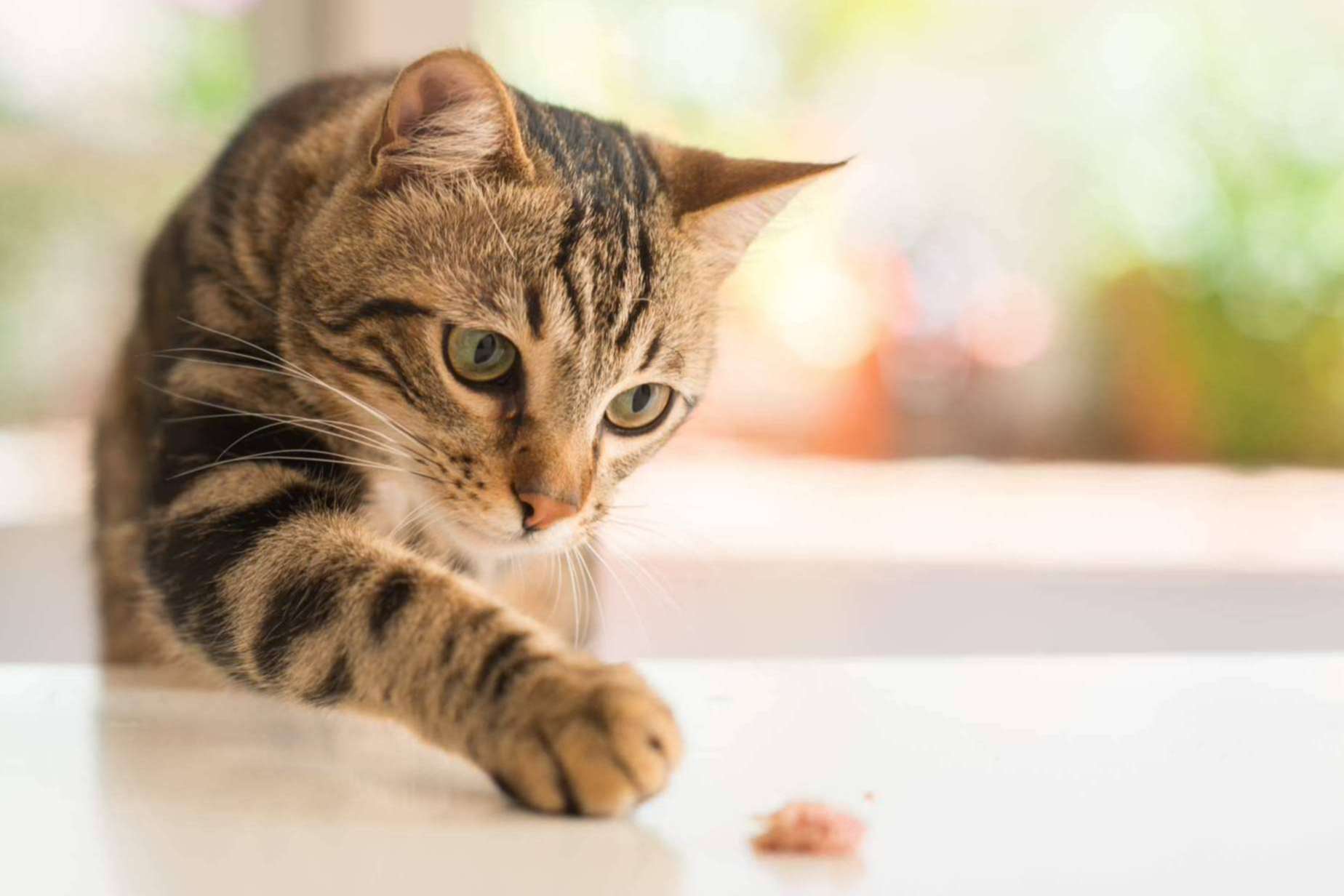 Animalzone: ¿Cómo corregir las conductas felinas?