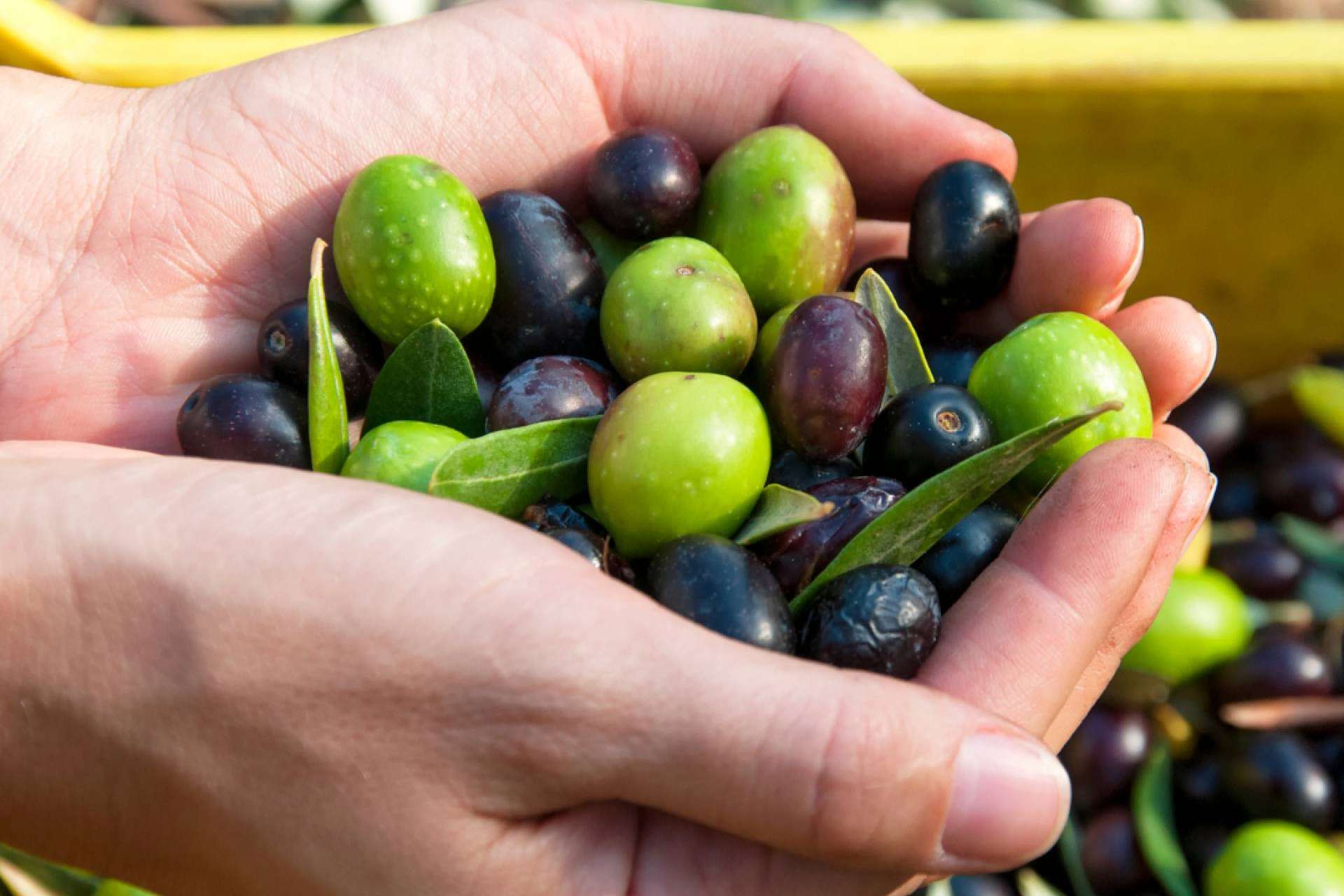 Olipaterna ofrece aceite de oliva virgen extra con una gran variedad de beneficios