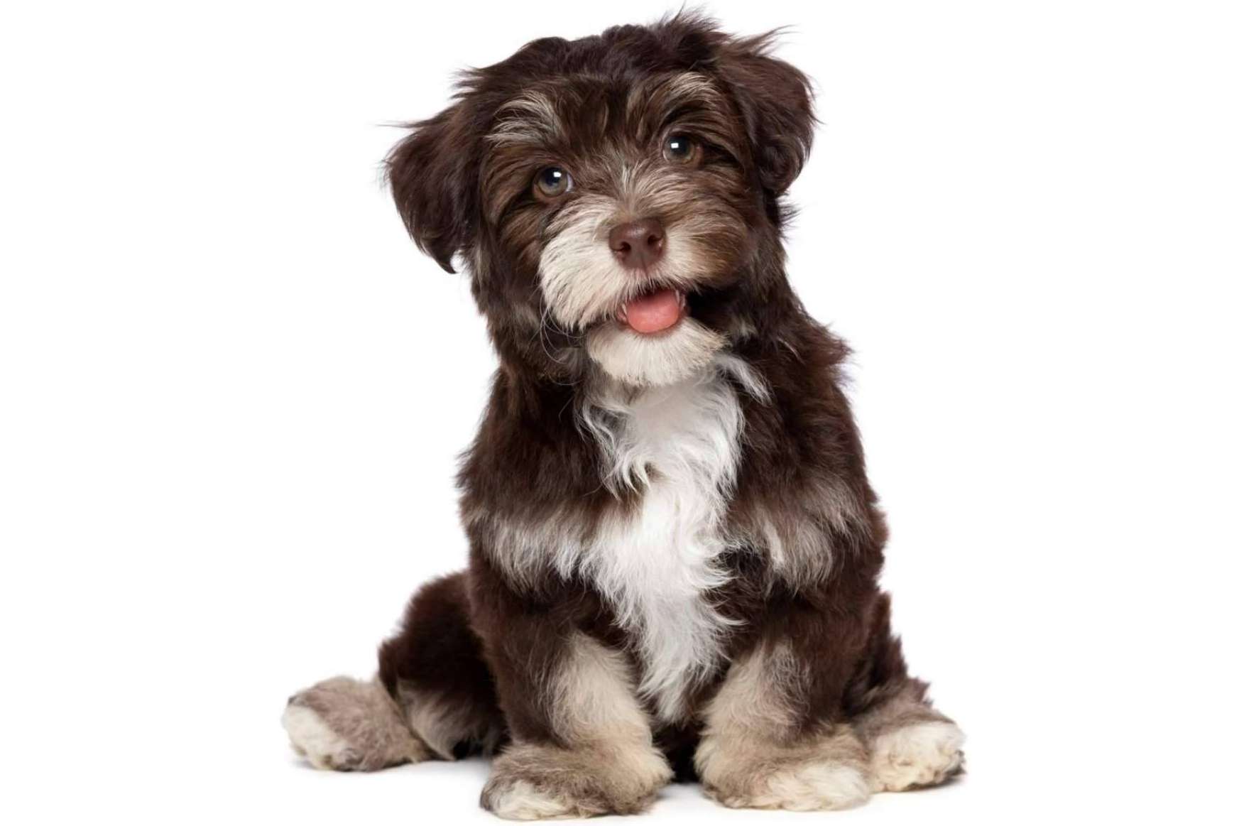Adquirir perros de una gran variedad de razas en 101 Cachorros