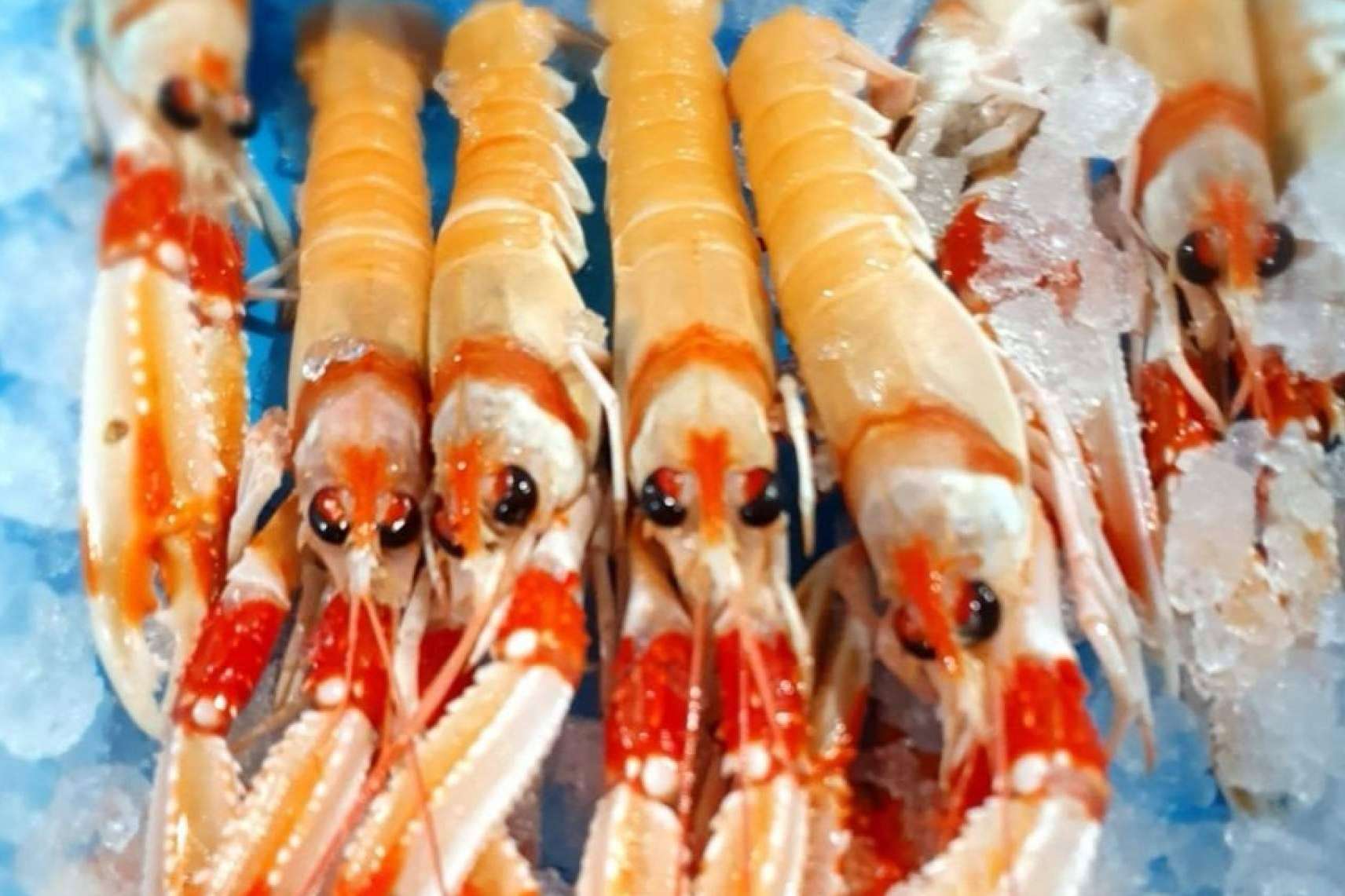 Organizar y adelantar las compras de mariscos y pescados para la Navidad con comprarpescadoonline.es