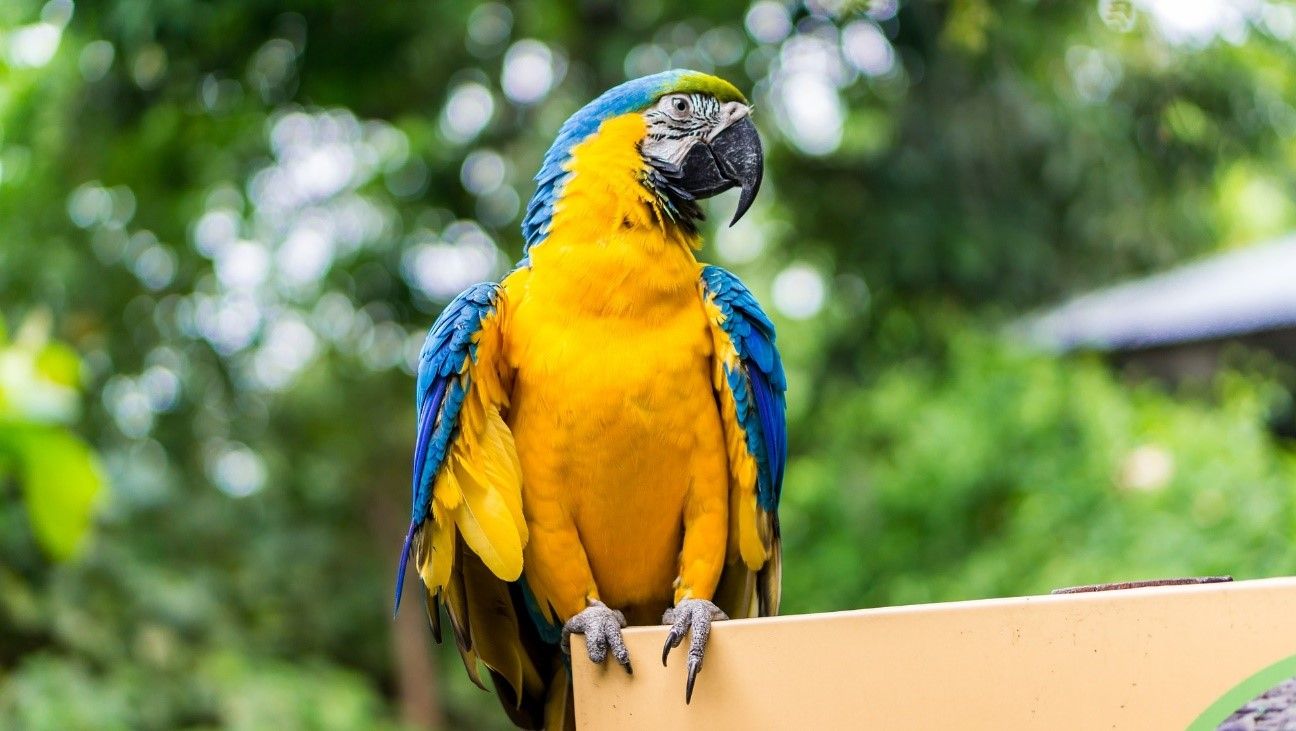 FAUNA propone una declaración importante de exóticas invasoras