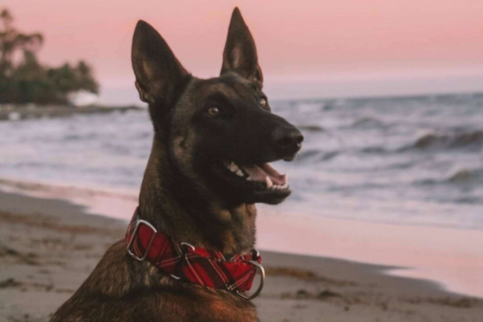 ¿Cuál es el collar perro ideal?, según Izaladog