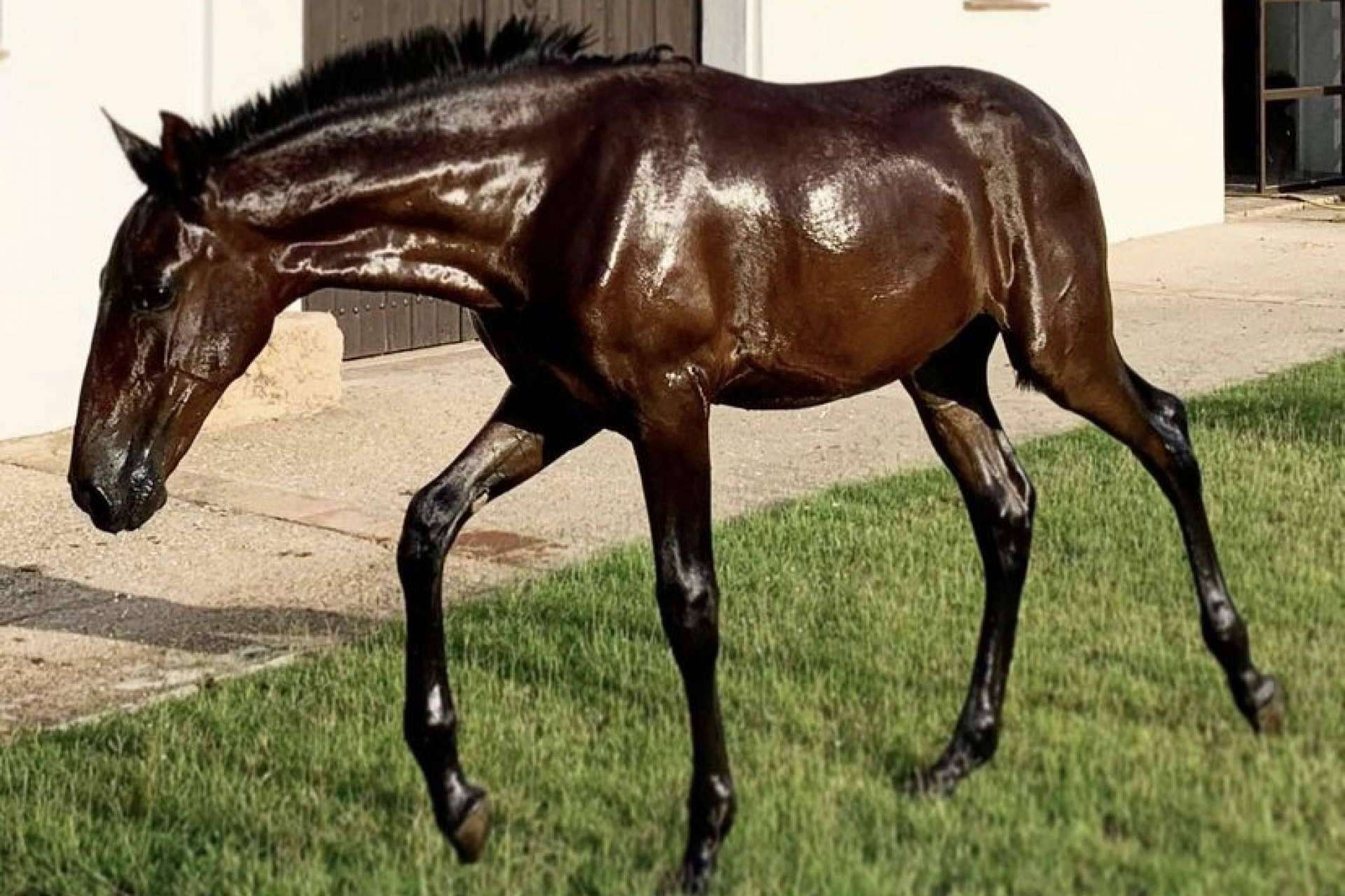 Yeguada La Pajarita pone a la venta caballos sementales de pura raza española