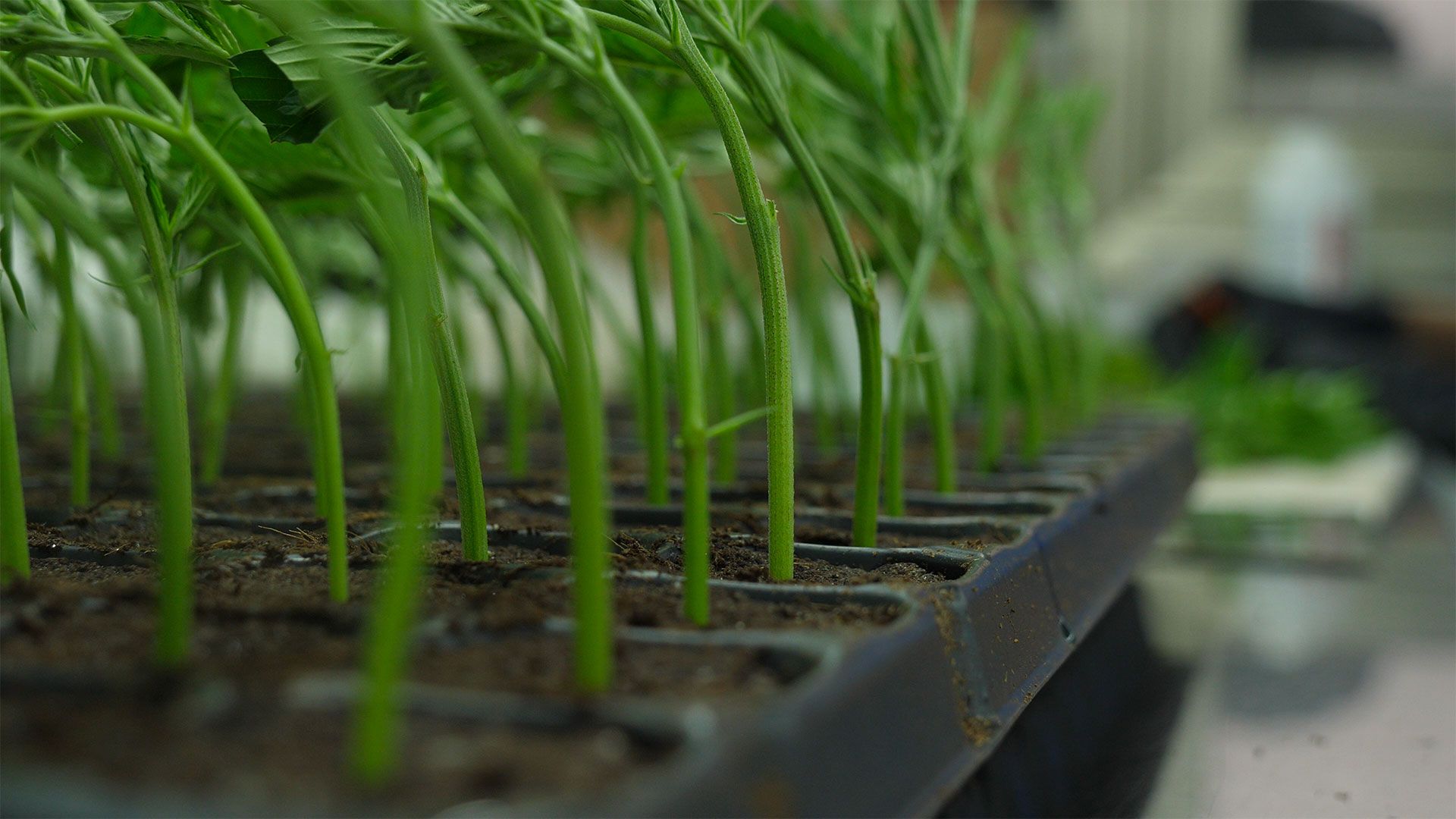 La UPC School ofrece un nuevo posgrado en Tecnologías de Producción y Transformación del Cannabis
