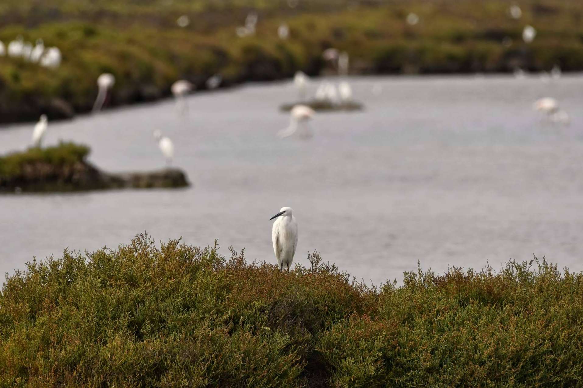 ¿Por qué elegir sal marina ecológica?
