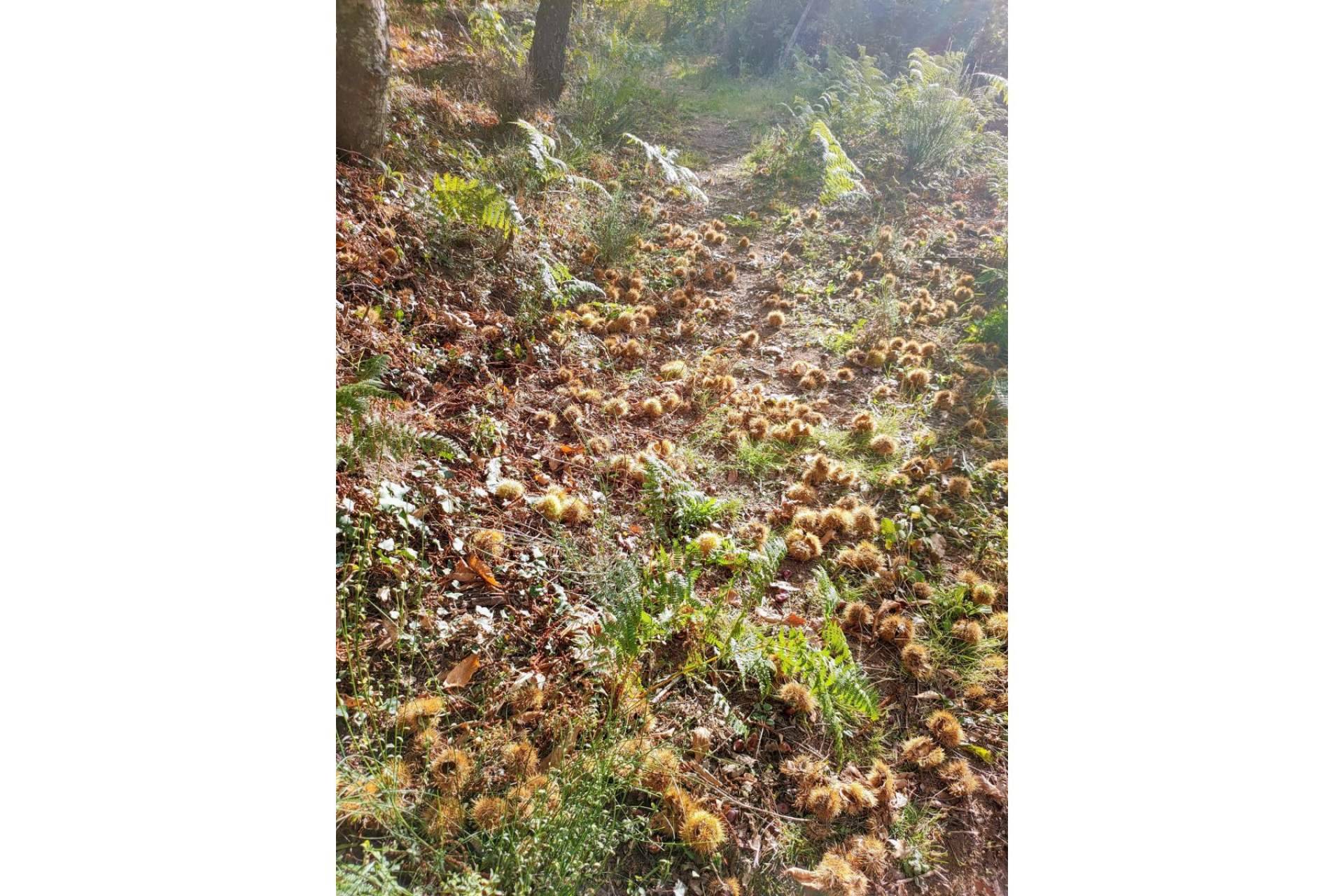 Vive Baños de Montemayor, un espacio para celebrar el Otoño Mágico