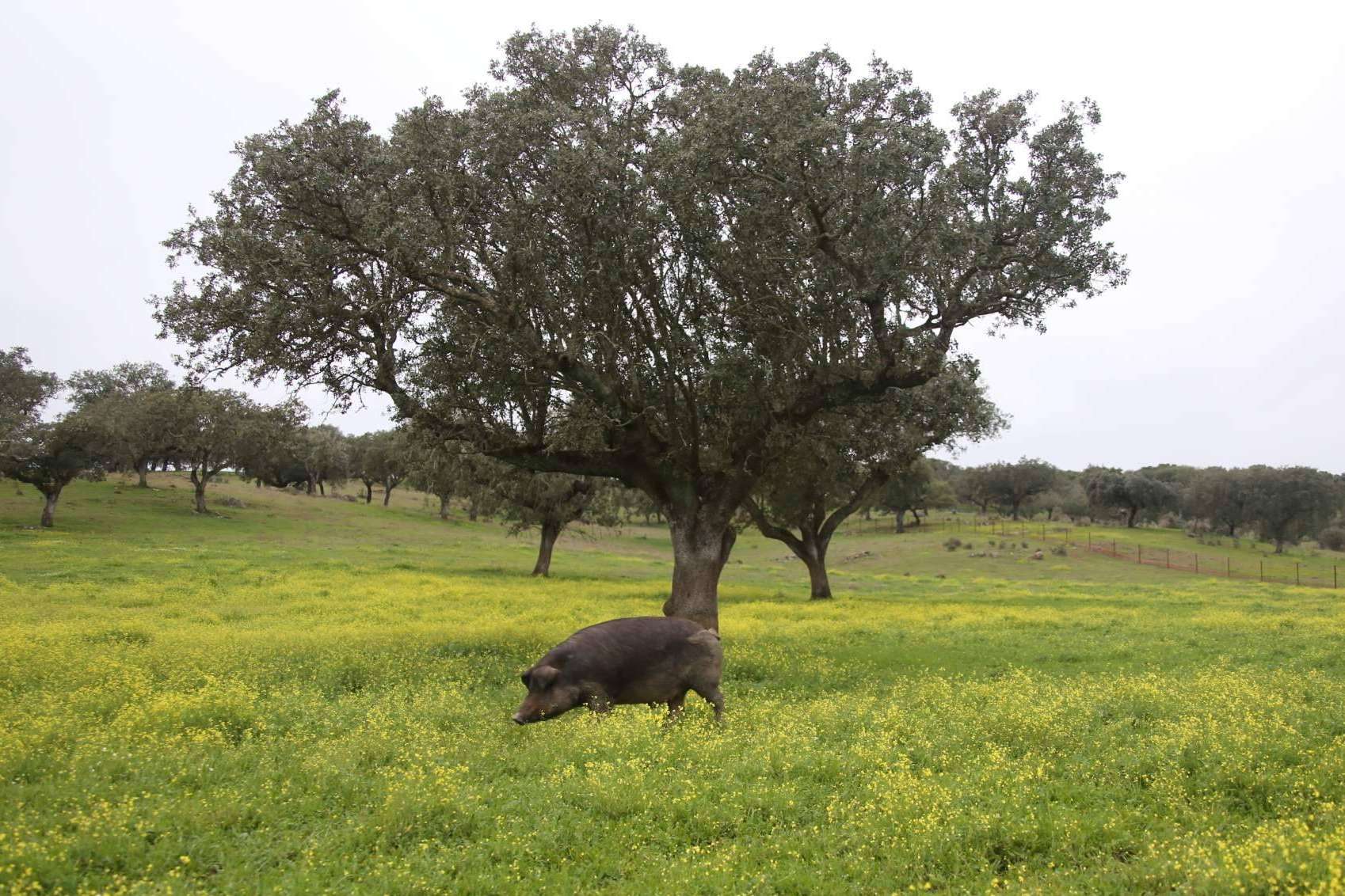 Don Ibérico es una compañía sostenible de jamón de bellota de calidad
