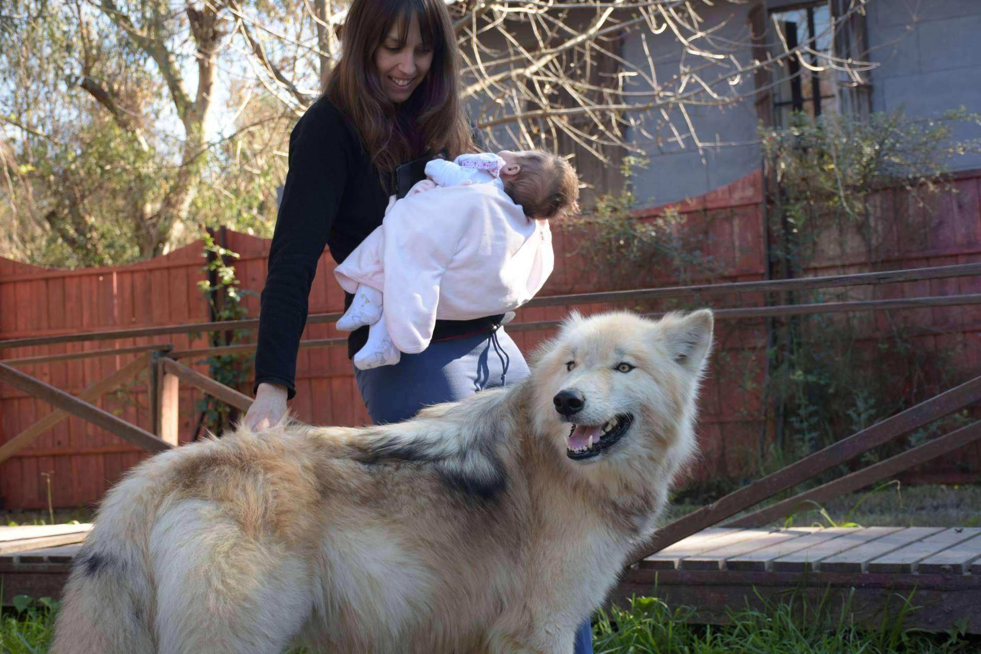 Perro Lobo Americano o Wolfdog, de los mitos y leyendas a las realidades