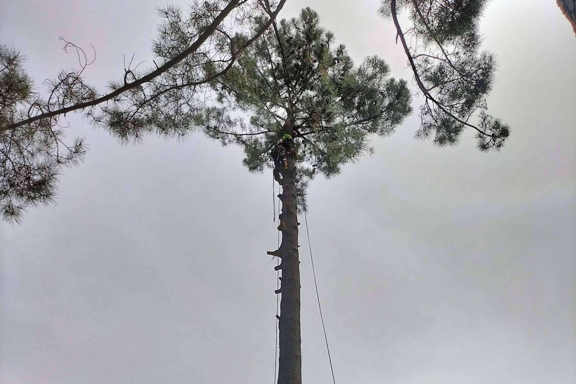 Servicio completo de poda y tala. Talas de Árboles ofrece todo el cuidado de un árbol, desde que nace hasta que muere