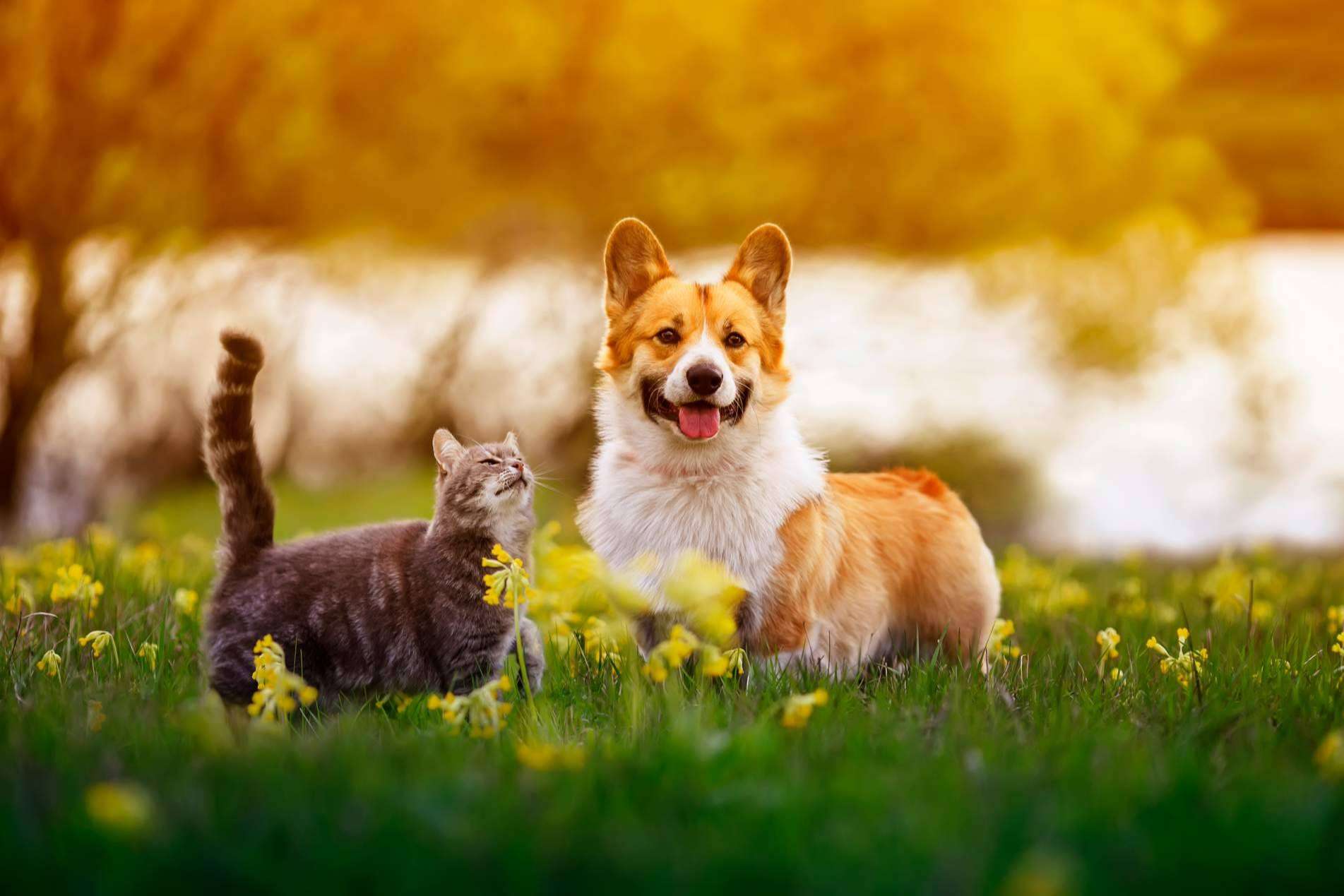 Aboganimal explica cómo convertirse en un referente de la protección animal