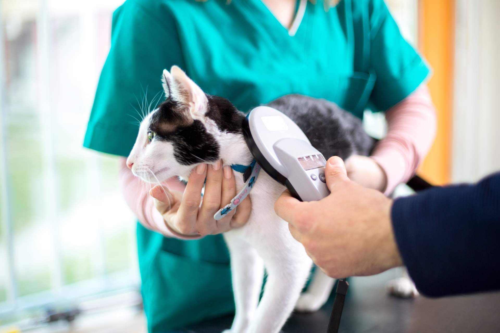¿Cómo elegir la tipología de curso de auxiliar de veterinario?, por el centro VetFormación