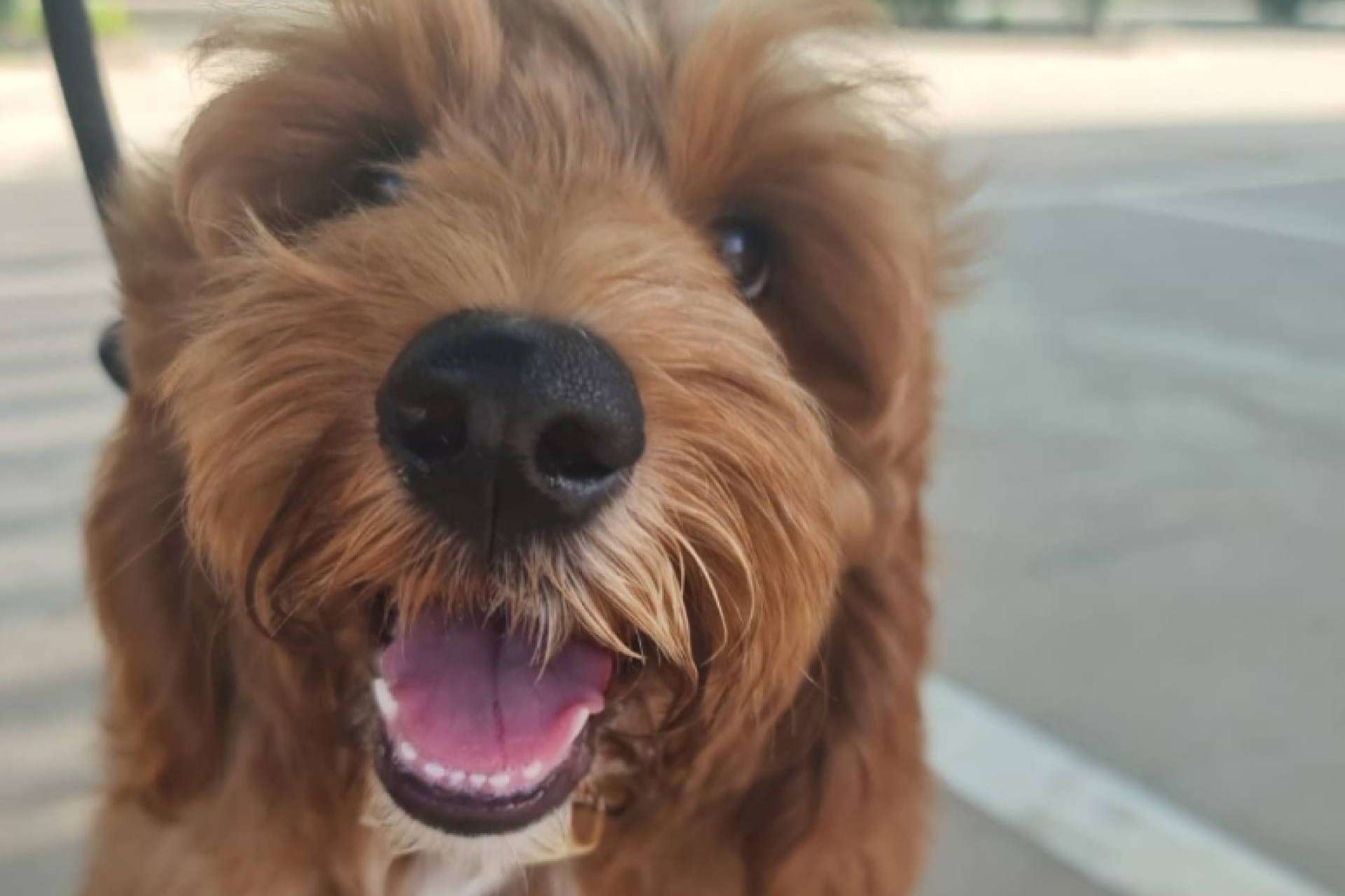 Todo lo que ofrece BaggagePets para el transporte internacional de las mascotas