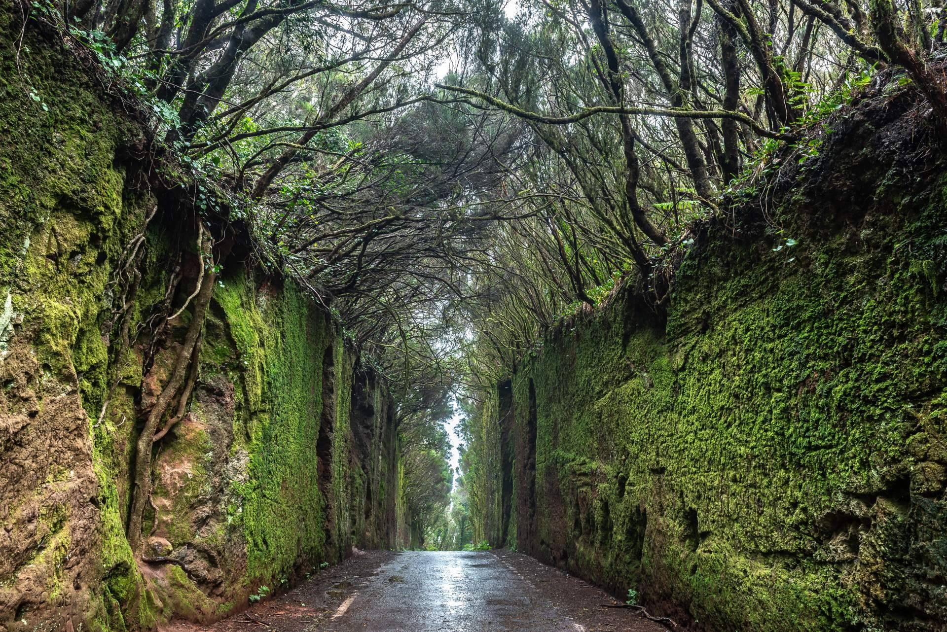 Gloma Travel permite descubrir Anaga en una excursión privada