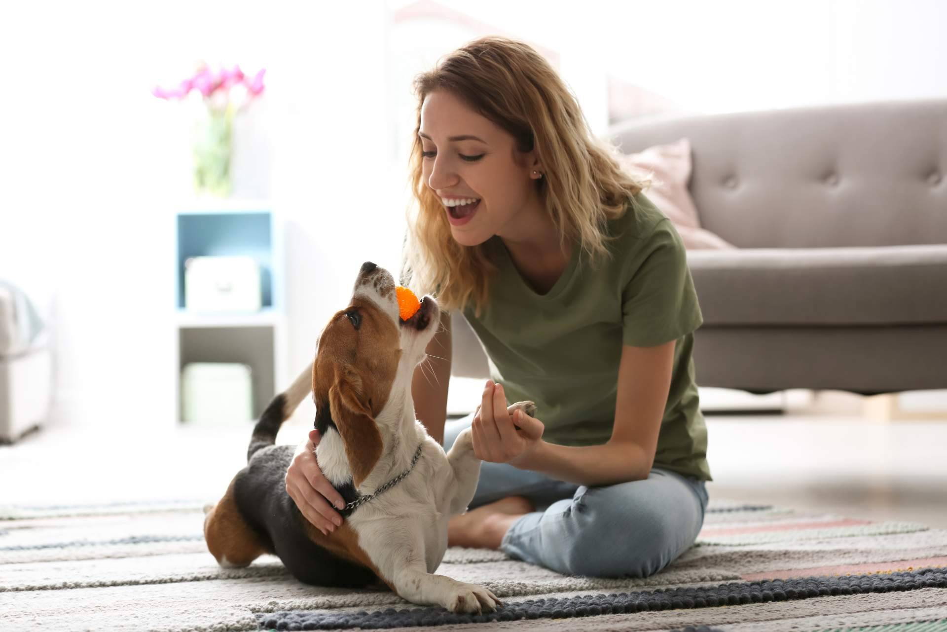 ¿Qué dice la nueva Ley de Bienestar Animal acerca de las mascotas?