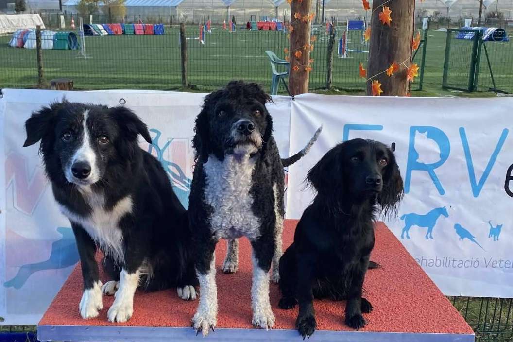 L'Almozara Can Bosc y su nuevo curso de educación canina entre semana a partir del lunes 13 de marzo