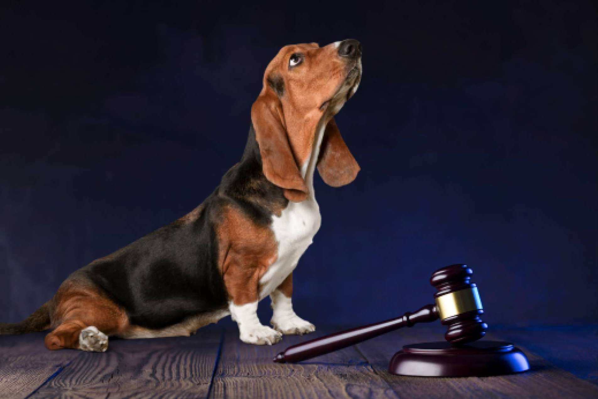 Aboganimal dispone de abogados animalistas especializados en el maltrato animal