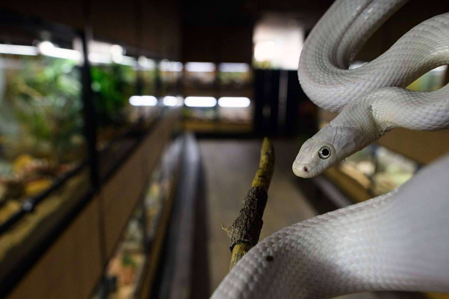 SnakeRoom, el Centro Divulgativo que permite experimentar la interacción con reptiles como serpientes