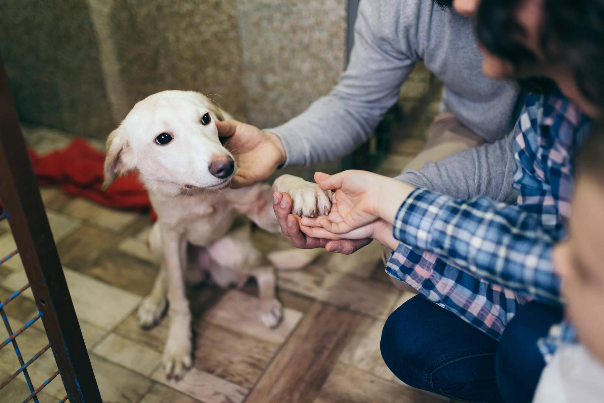 El increíble pienso hipoalergénico de salmón de ADOPTA permite una alimentación saludable y nutritiva para perros con sensibilidad alimentaria