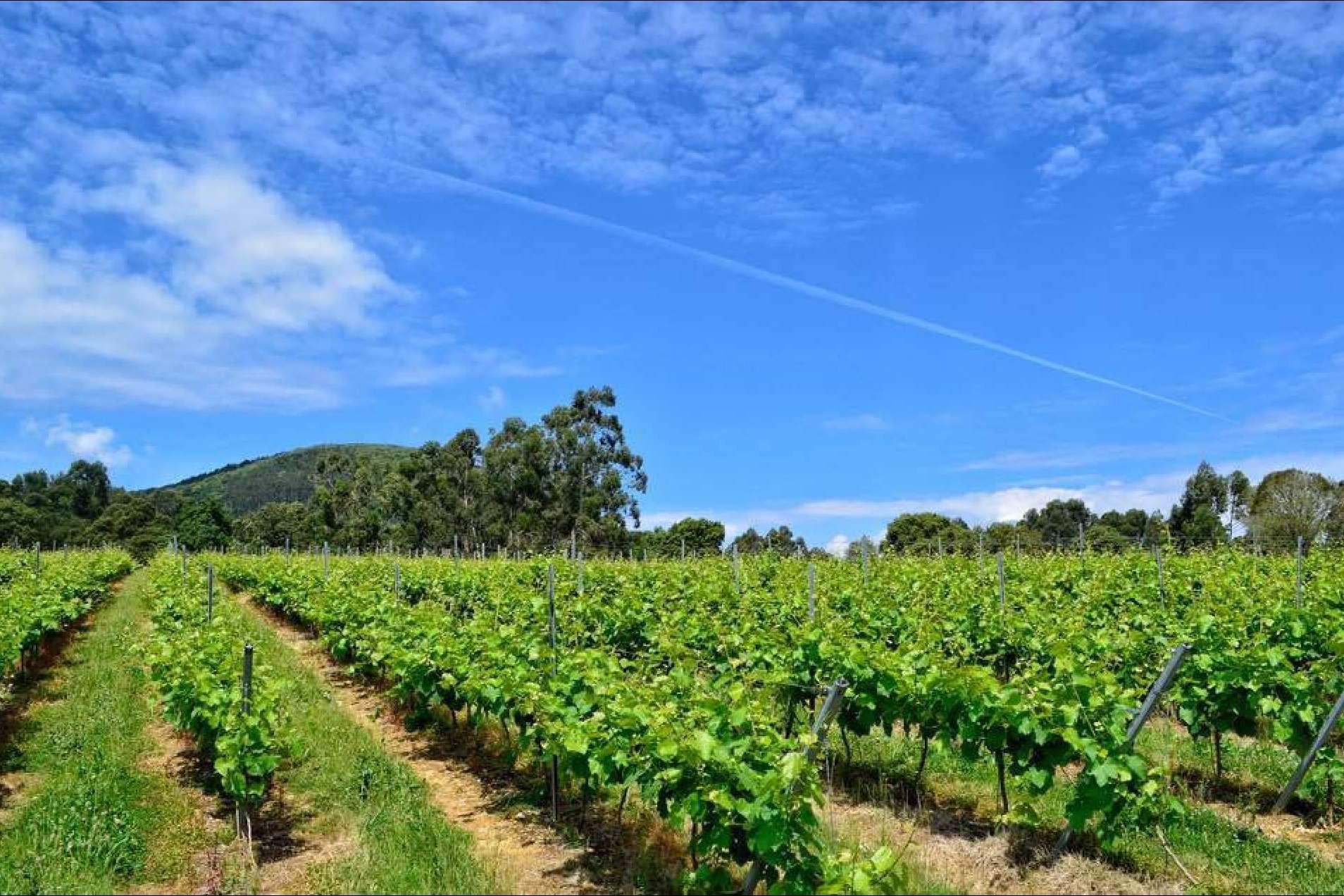 La historia de amor y respeto por el vino y la 'tierruca' que se esconde detrás de Bodegas Vidular