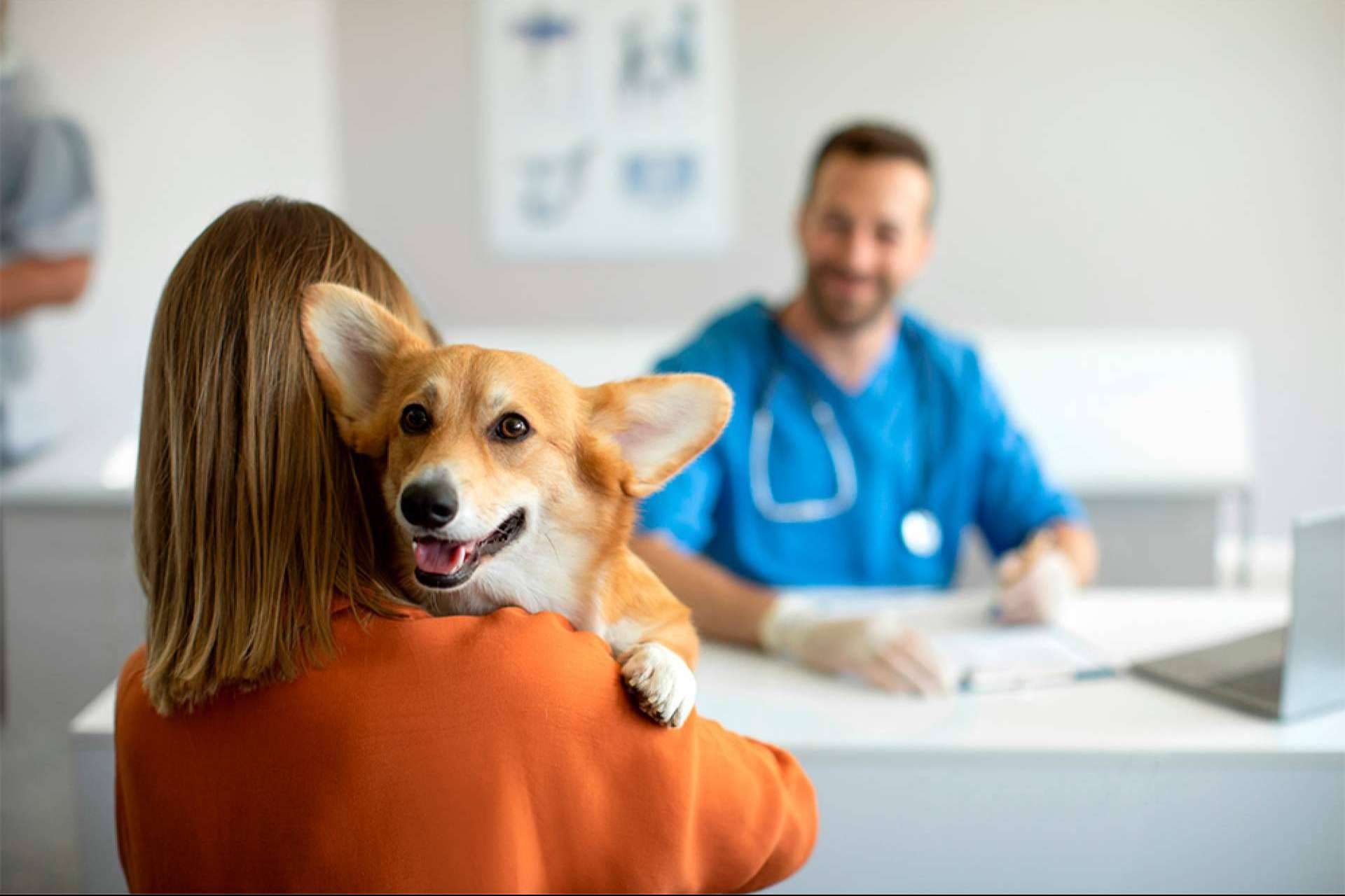 La contratación de seguros para perros se ve incentivada por la Ley de Bienestar Animal