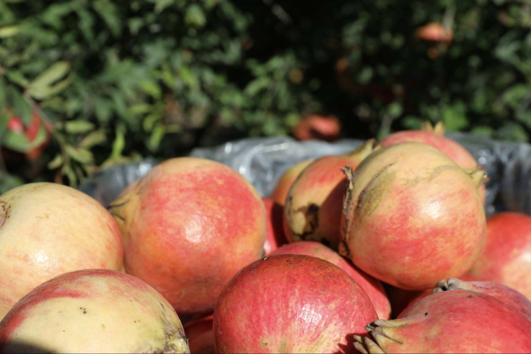 Granalma pone a disposición granadas ecológicas y biodinámicas online