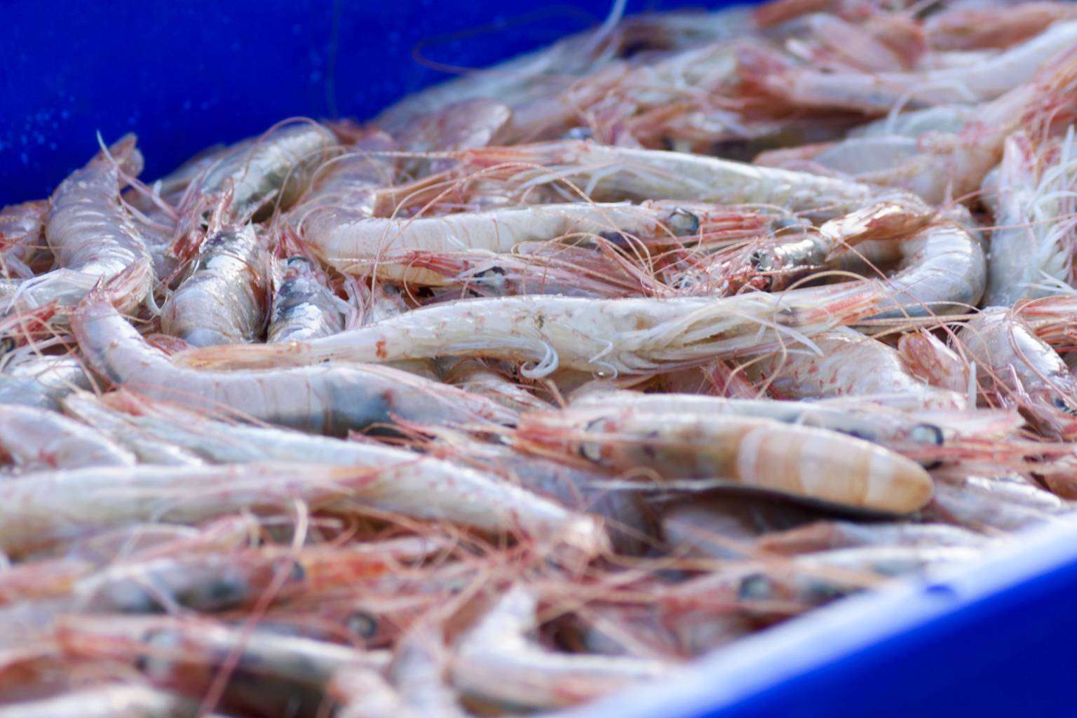 Adquirir pescado y marisco fresco de calidad en Lonja de Ayamonte
