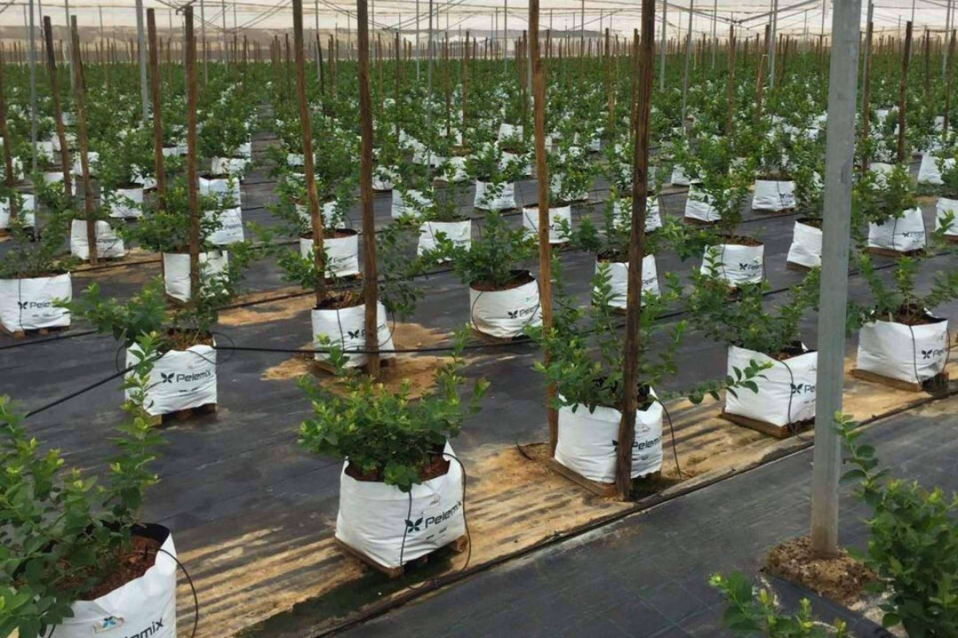 Los estratos de fibra de coco de Pelemix potencian el cultivo hidropónico de arándanos