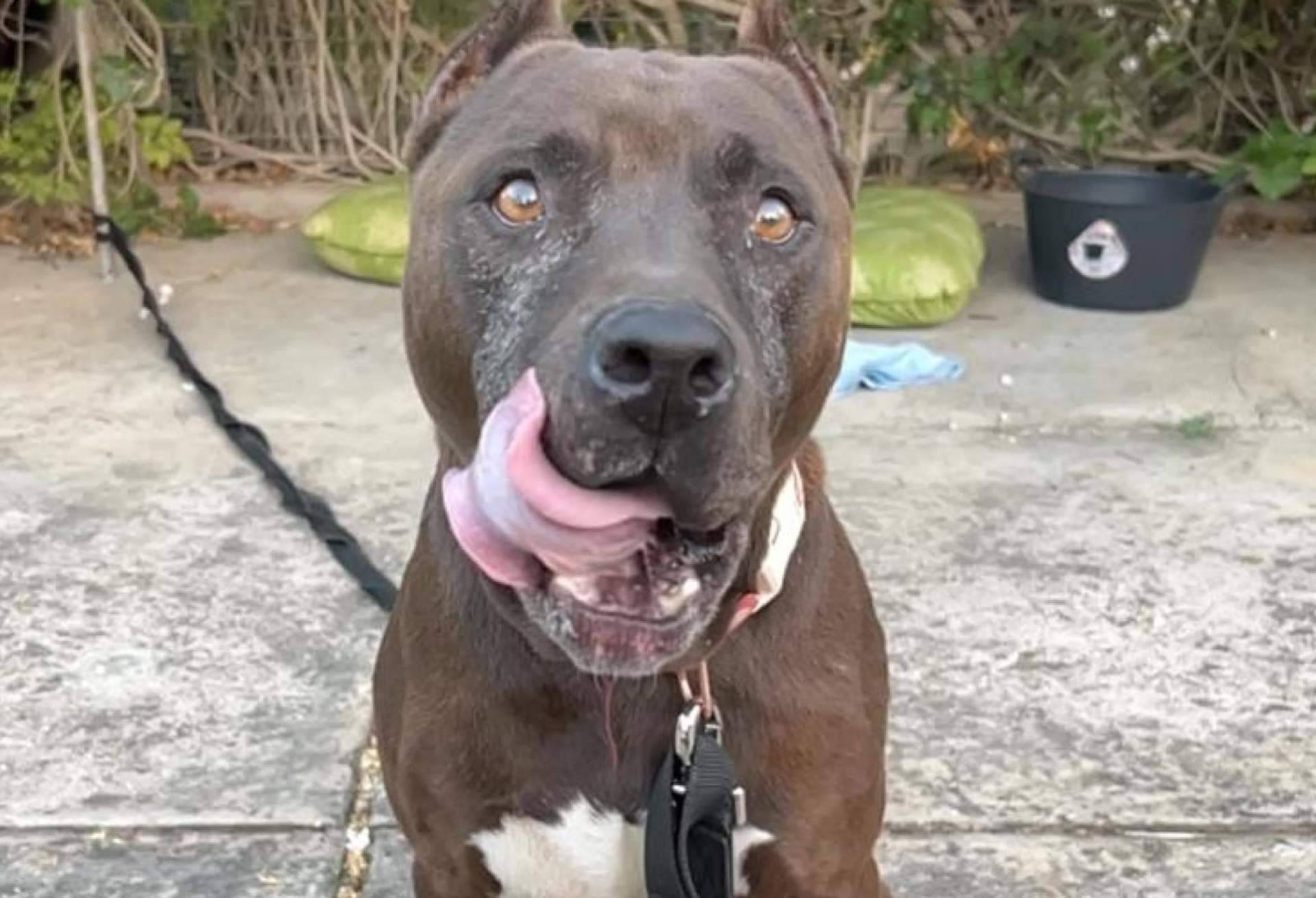 Adoptar perros sin prejuicios de raza, el objetivo de las campañas de SOS Salvando Vidas España
