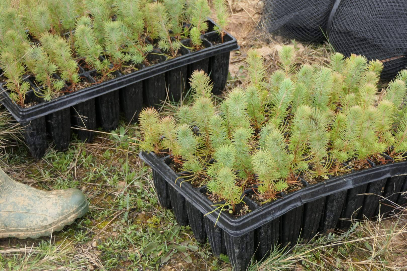 CO2 GESTIÓN certifica proyectos de absorción aptos para el registro del MITERD